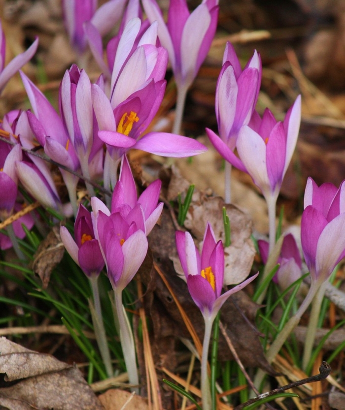 Crocus tommasinianus roseus