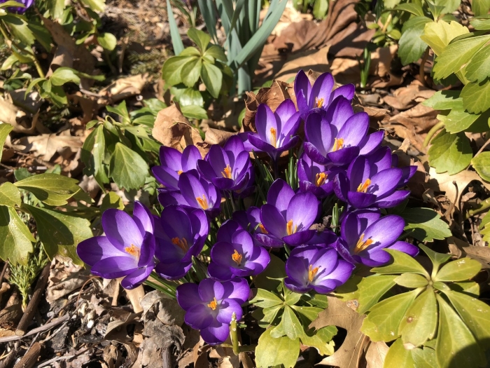 Крокус руби гиант