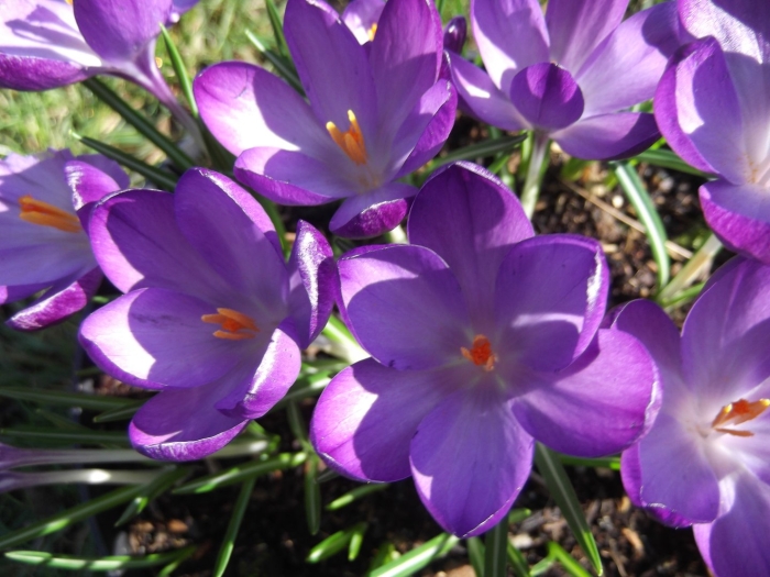 Крокус руби джайнт