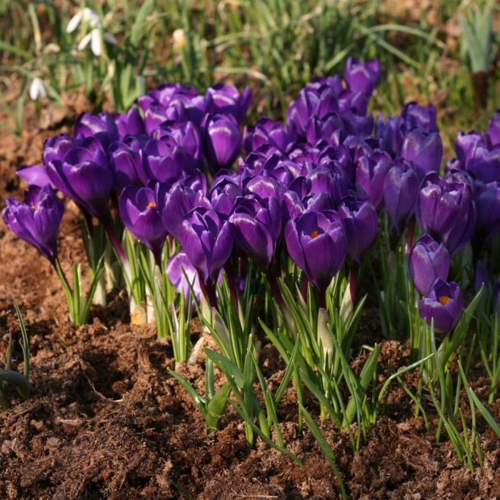 Crocus vernus