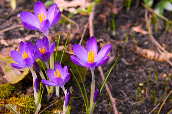Крокус баррз пурпл