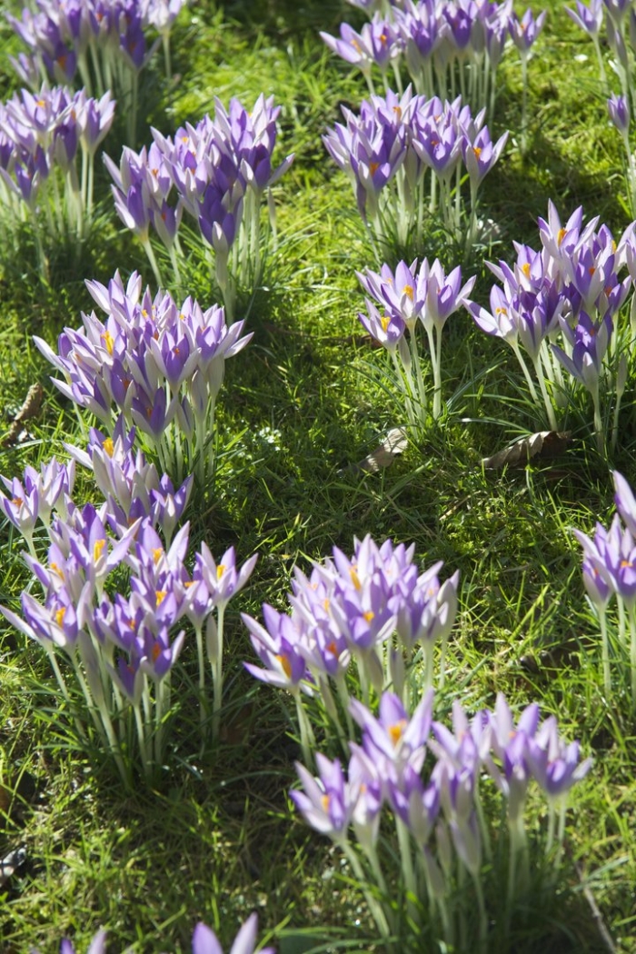 Шафран крокус дикий