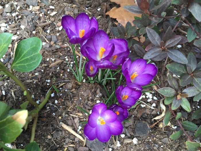 Крокус ruby giant