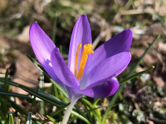 Крокус палласа