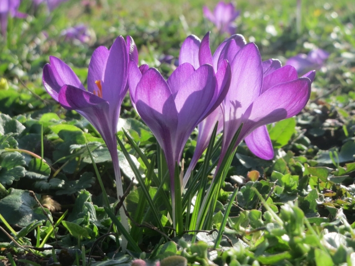 Crocus tommasinianus