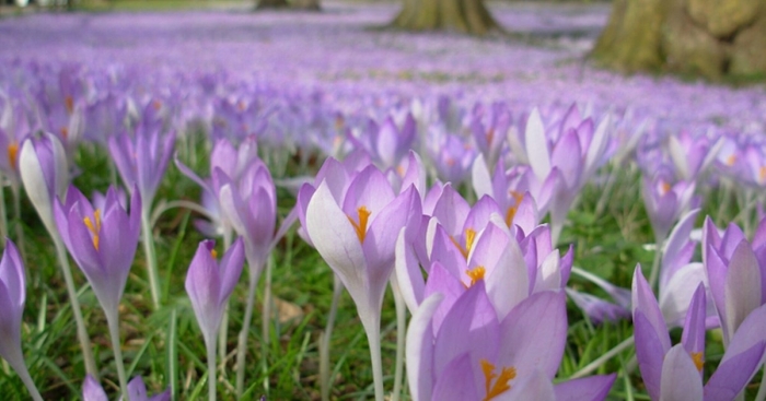 Цветущий крокус