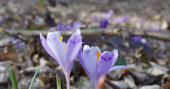 Крокус гейфеля