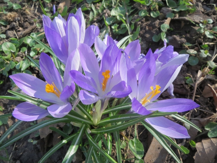 Tommasinianus крокус