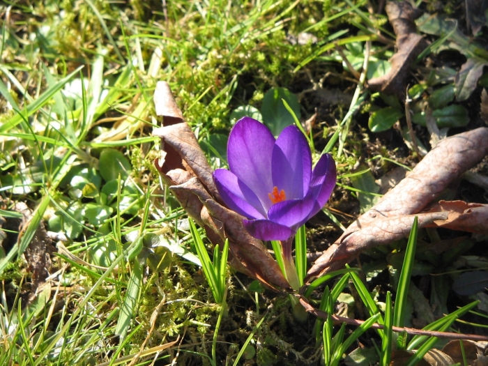 Крокус растение