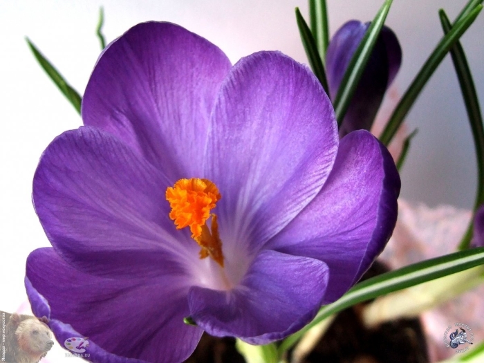 Шафран цветок