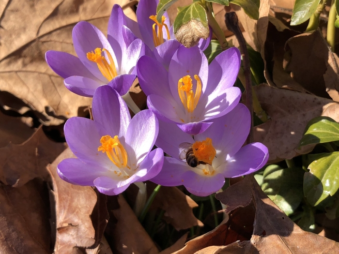 Крокус первоцвет