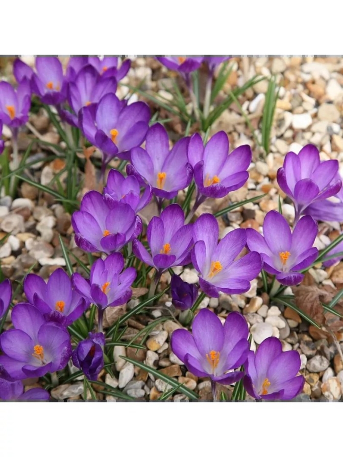 Крокус уайтвелл пурпл
