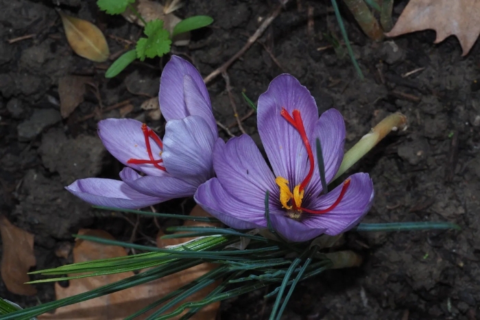 Крокус шафран посевной