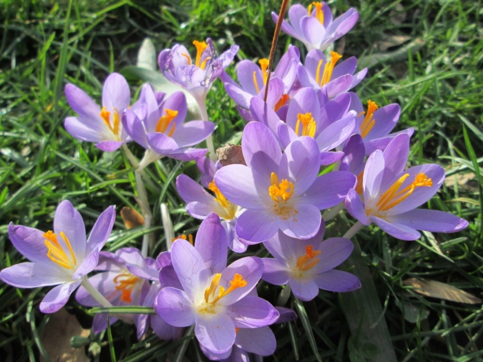 Крокус джипси герл