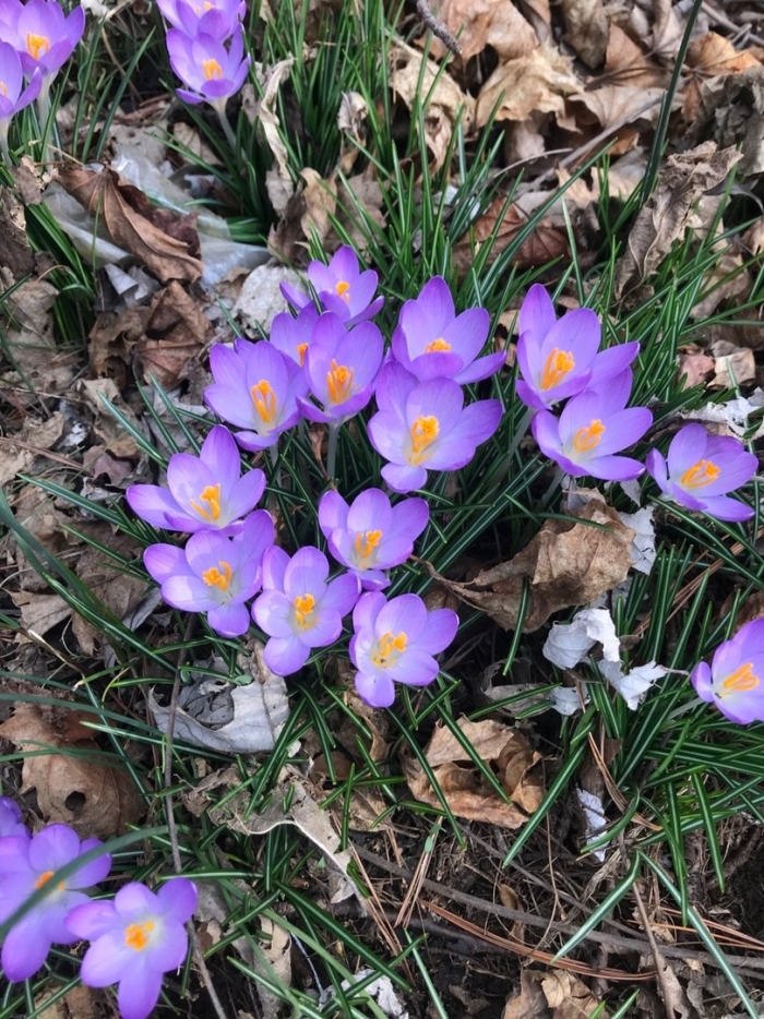 Цветы ранней весной