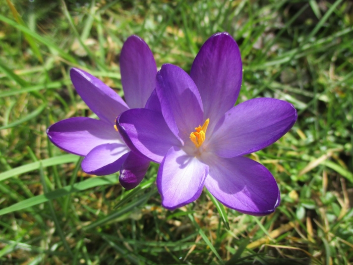 Крокус перпл