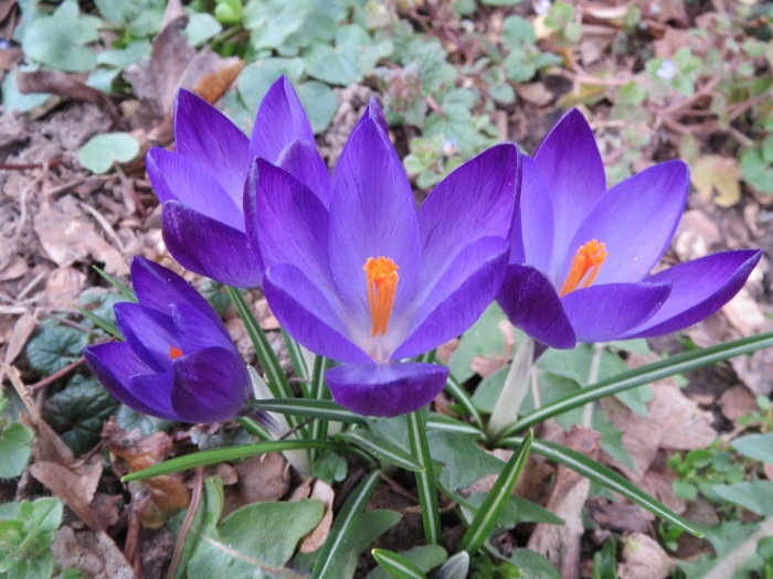 Крокус вернус