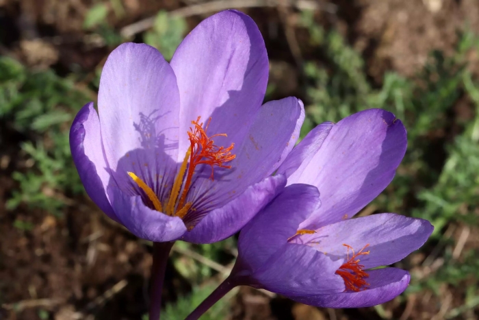 Crocus ligusticus