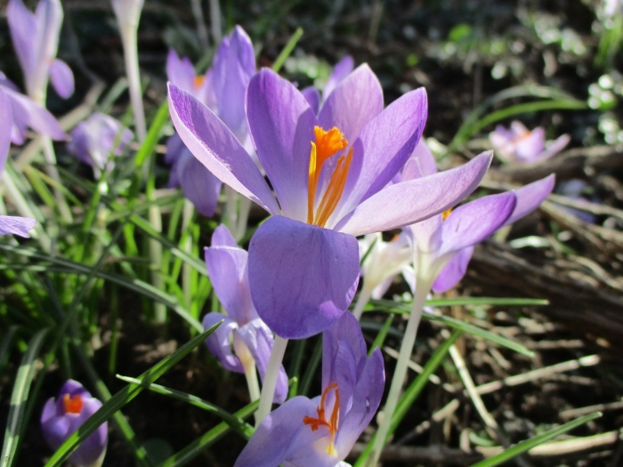 Crocus tommasinianus