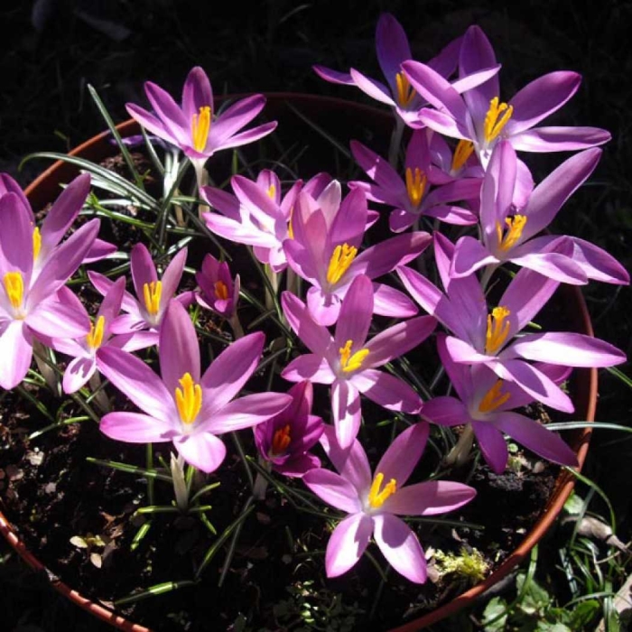 Crocus tommasinianus roseus