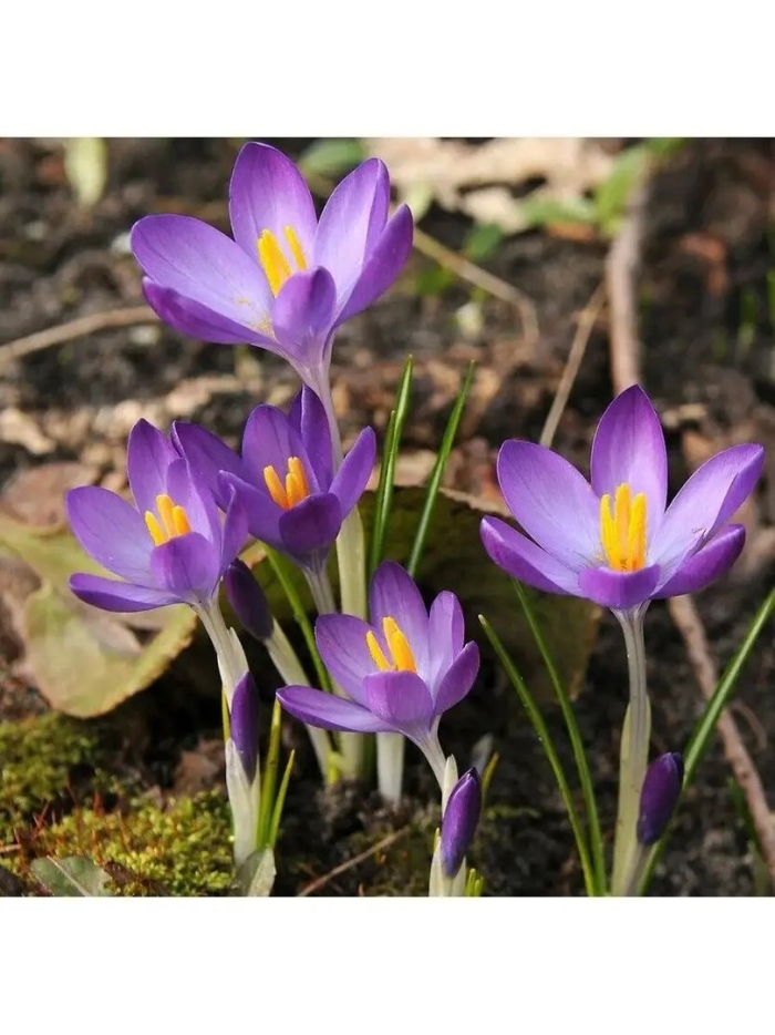 Крокус баррз пурпл