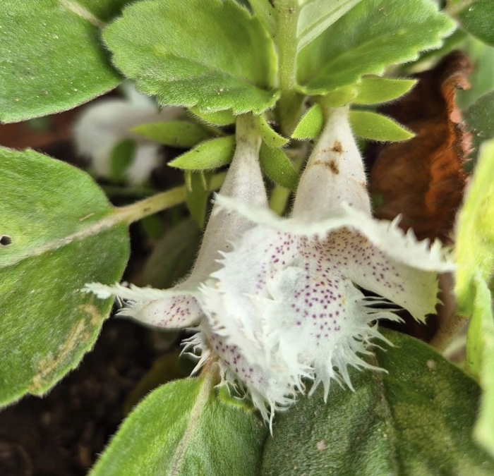 Альсобия гвоздикоцветковая