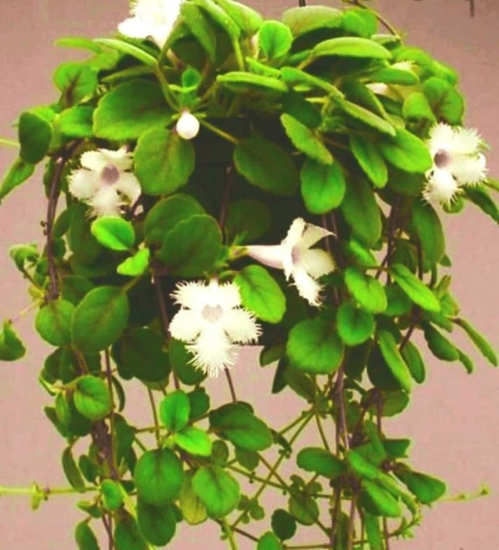 Альсобия dianthiflora