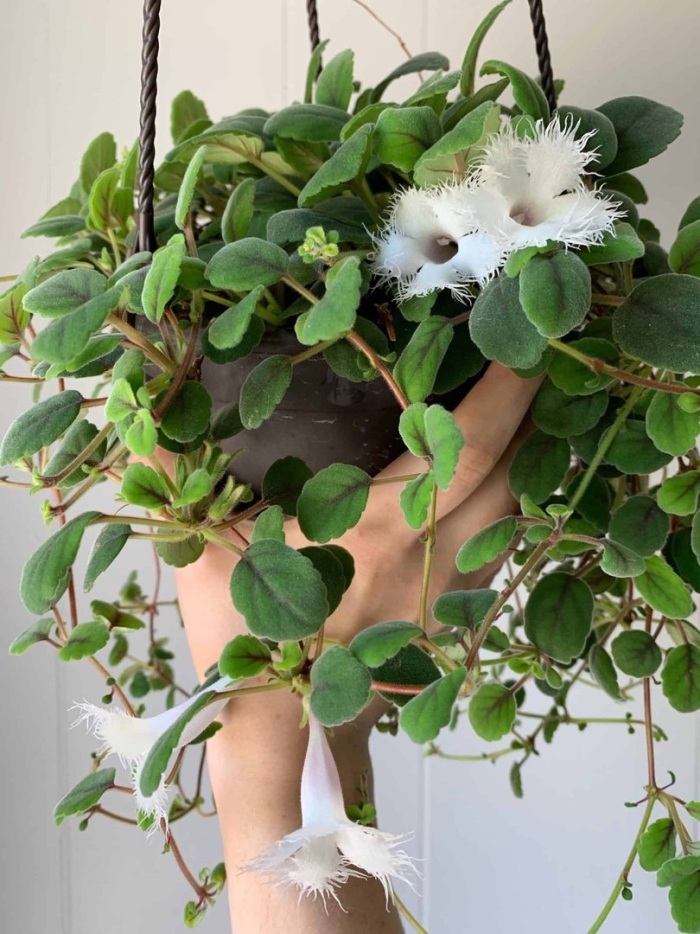 Альсобия гвоздикоцветковая