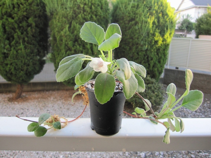 Альсобия цветок