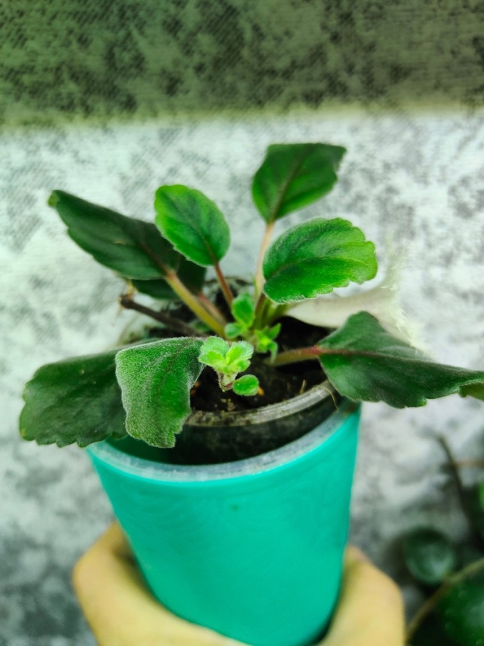 Фиалка комнатная