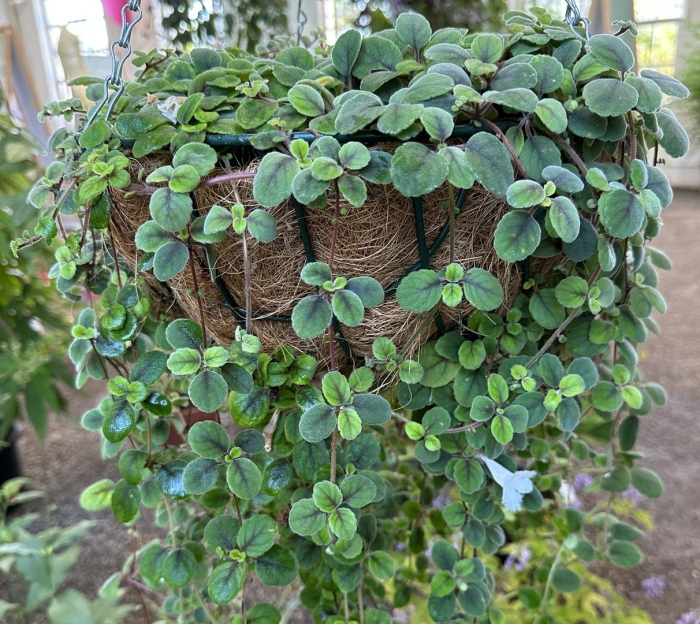 Дихондра ампельная изумрудный водопад
