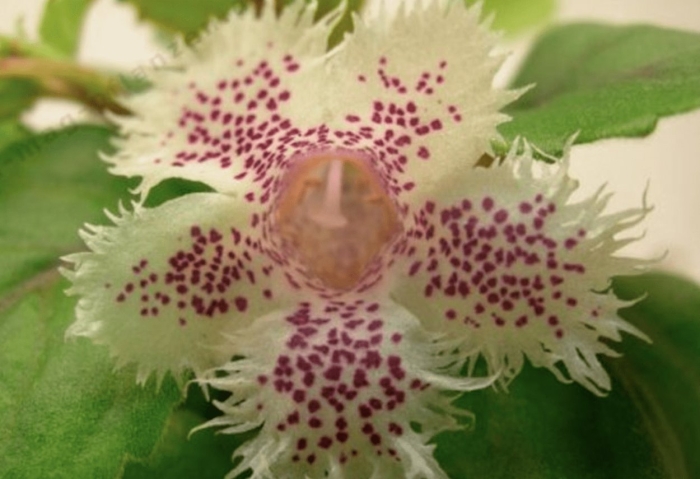 Альсобия dianthiflora