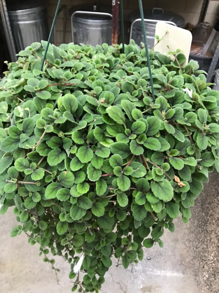 Episcia dianthiflora
