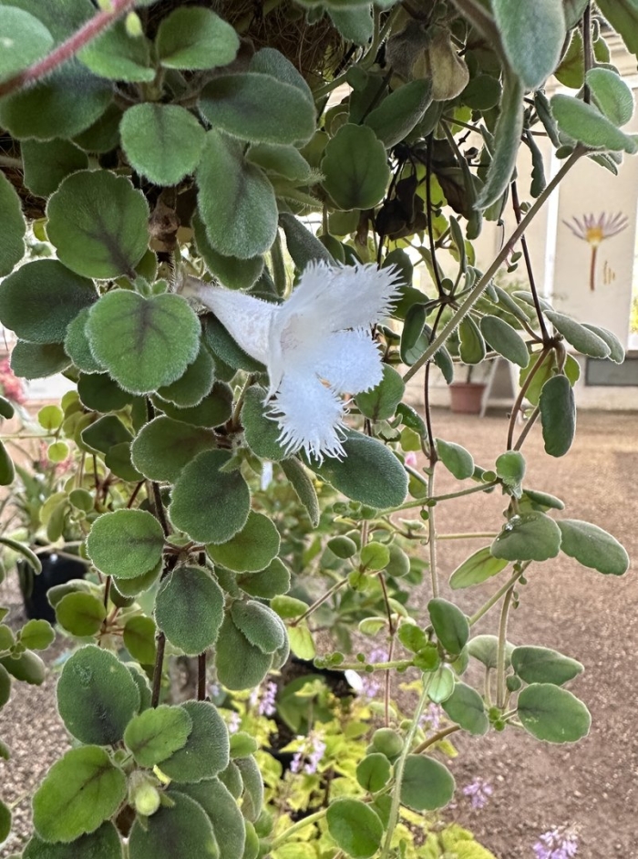 Альсобия dianthiflora