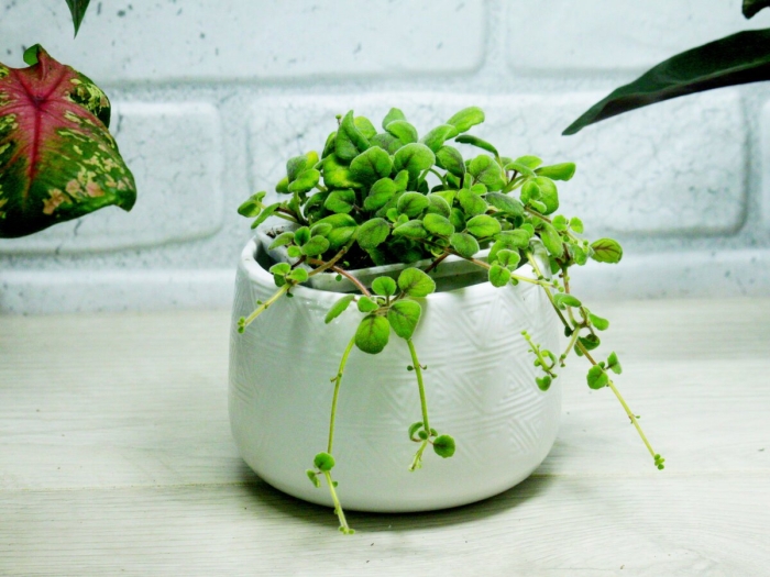 Peperomia prostrata