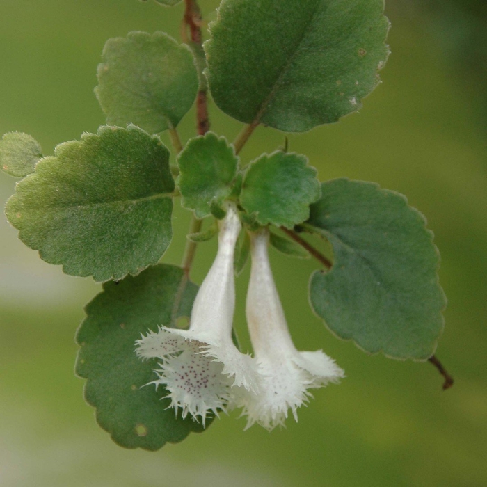 Alsobia dianthiflora