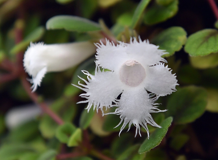 Alsobia dianthiflora