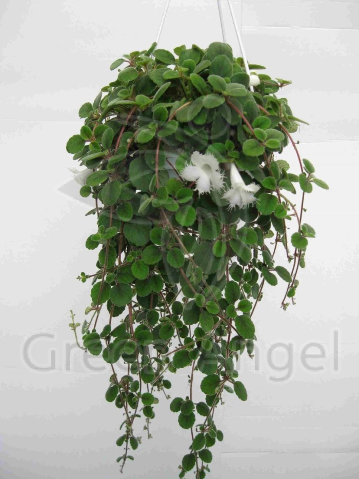 Эписция гвоздикоцветковая