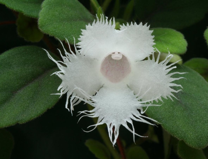 Эписция гвоздикоцветная