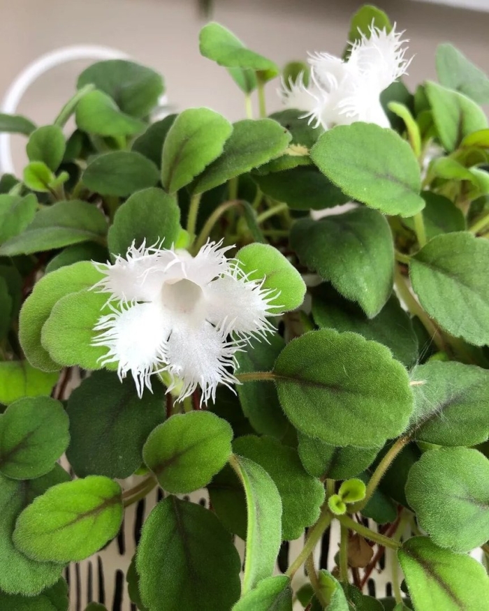 Альсобия гвоздикоцветковая