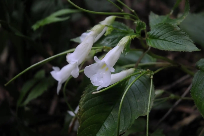 Синнингия eumorpha