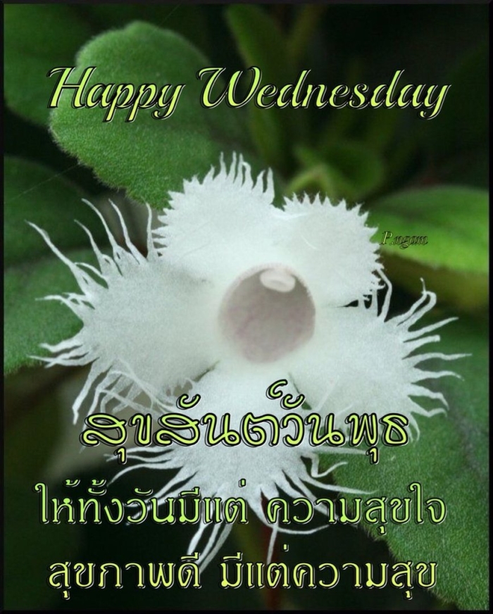 Alsobia dianthiflora