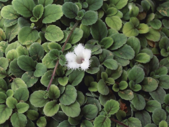 Alsobia dianthiflora