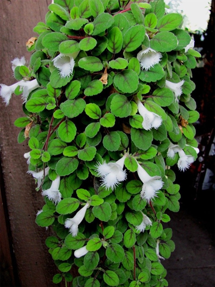 Альсобия dianthiflora