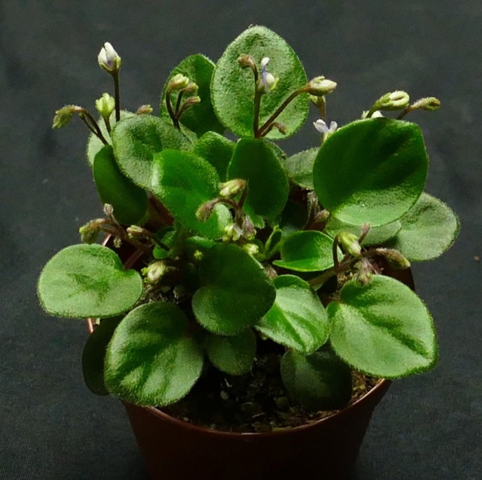 Фиалка кудрявый хмель