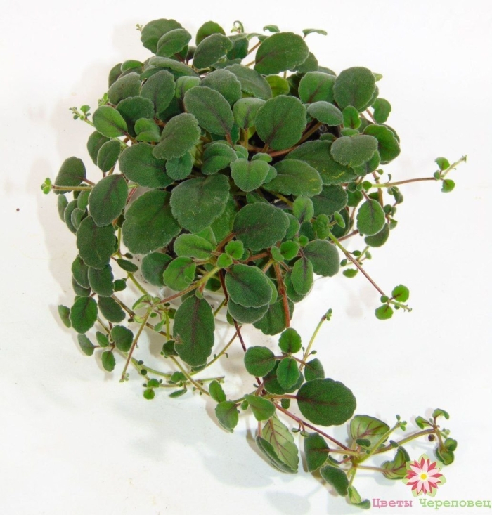 Пеперомия клузиелистная