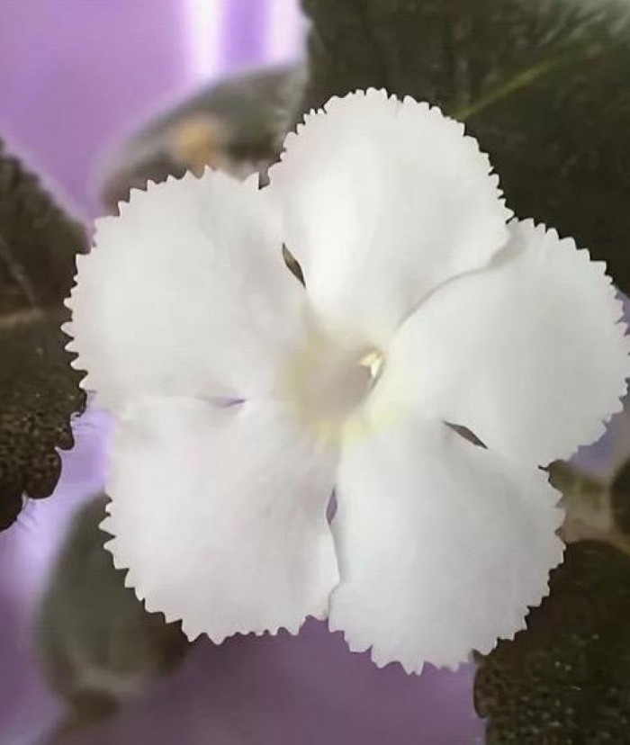 Эписция лилацина панама вайт