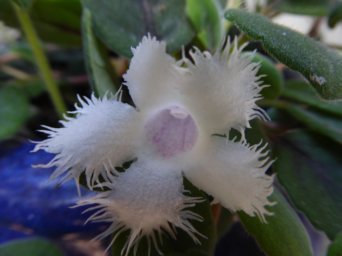 Эписция альсобия