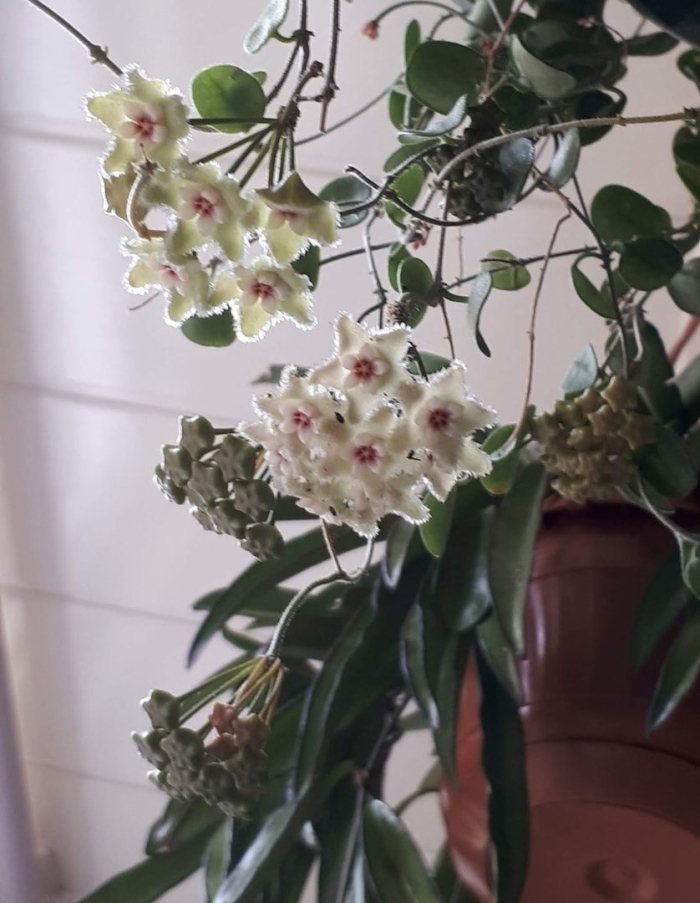 Хойя mathilde splash