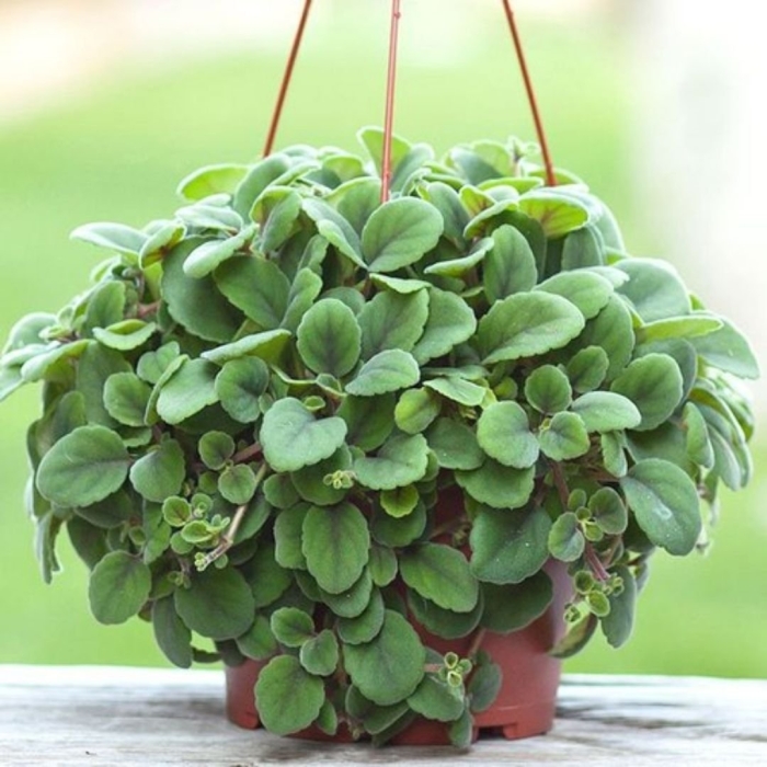 Пеперомия glabella